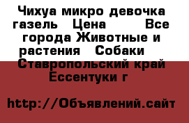 Чихуа микро девочка газель › Цена ­ 65 - Все города Животные и растения » Собаки   . Ставропольский край,Ессентуки г.